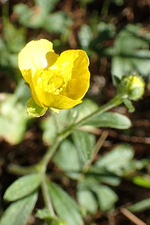 Ranunculus reuterianus \ Reuters Hahnenfu� / Reuter's Buttercup, Samos Kallithea 18.4.2017