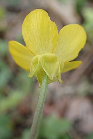 Ranunculus reuterianus \ Reuters Hahnenfu� / Reuter's Buttercup, Samos Spatharei 17.4.2017