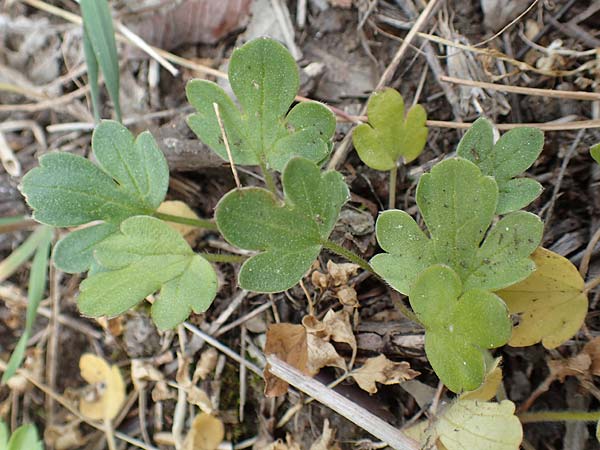 Ranunculus reuterianus \ Reuters Hahnenfu� / Reuter's Buttercup, Samos Spatharei 17.4.2017