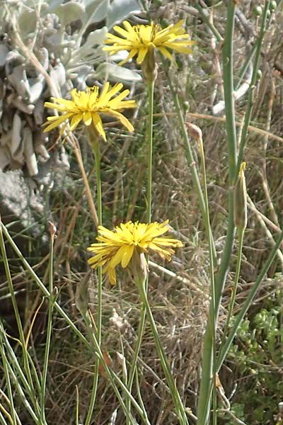 Scorzonera elata \ Hohe Schwarzwurzel / Tall Viper's Grass, Samos Pythagorio 13.4.2017