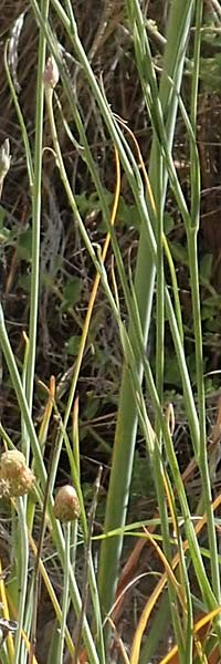 Scorzonera elata \ Hohe Schwarzwurzel / Tall Viper's Grass, Samos Pythagorio 13.4.2017