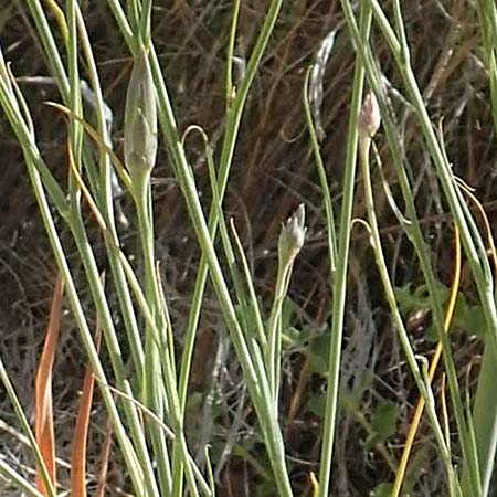 Scorzonera elata \ Hohe Schwarzwurzel / Tall Viper's Grass, Samos Pythagorio 13.4.2017