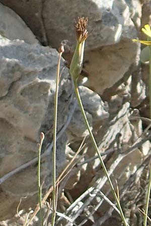 Scorzonera elata \ Hohe Schwarzwurzel / Tall Viper's Grass, Samos Pythagorio 13.4.2017