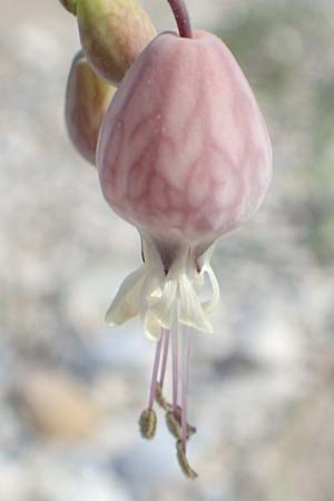 Silene fabaria \ Bohnen-Leimkraut / Bean Campion, Samos Psili Ammos 16.4.2017