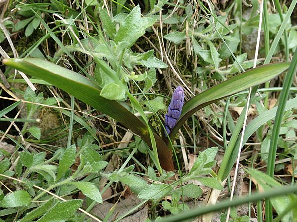 Scilla nivalis ? \ Schnee-Blaustern / Snow Squill, Samos Lazaros in Mt.  Ambelos 12.4.2017