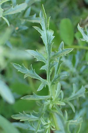 Scrophularia canina subsp. bicolor \ Zweifarbige Hunds-Braunwurz / Bicolor Figwort, Samos Ambelos 14.4.2017