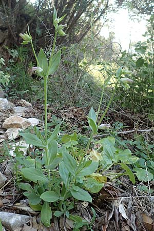 Silene behen \ Haarloses Leimkraut / Hairless Catchfly, Samos Potami 15.4.2017