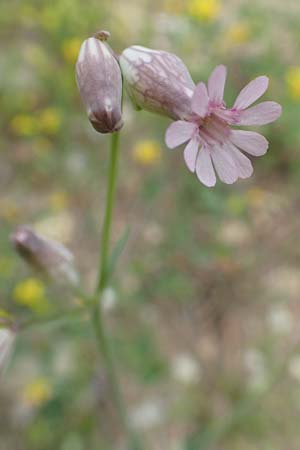 Silene behen \ Haarloses Leimkraut / Hairless Catchfly, Samos Spatharei 17.4.2017