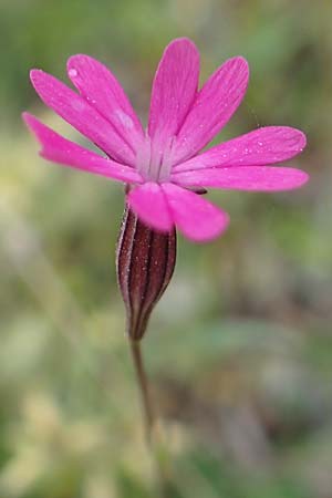 Silene cretica \ Kretisches Leimkraut / Cretan Campion, Samos Mt. Ambelos 12.4.2017
