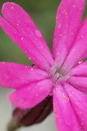 Silene cretica \ Kretisches Leimkraut / Cretan Campion, Samos Mt. Ambelos 12.4.2017