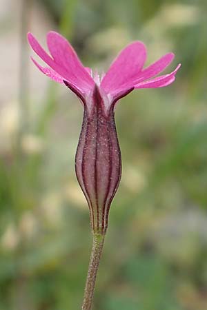 Silene cretica \ Kretisches Leimkraut / Cretan Campion, Samos Mt. Ambelos 12.4.2017