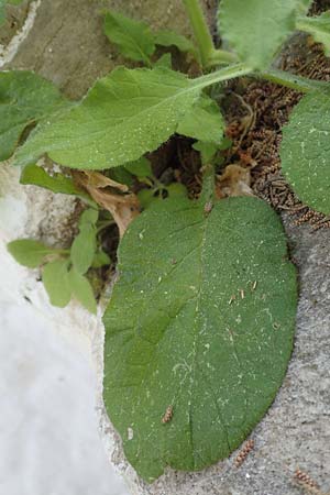 Symphytum creticum \ Kreta-Beinwell / Cretan Gorge Comfrey, Samos Potami 15.4.2017
