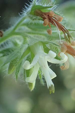 Symphytum creticum \ Kreta-Beinwell / Cretan Gorge Comfrey, Samos Potami 15.4.2017