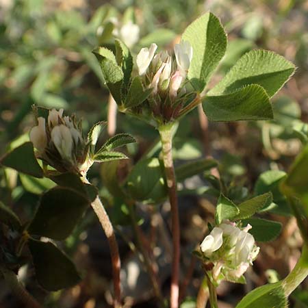 Trifolium scabrum \ Rauer Klee / Rough Clover, Samos Potami 15.4.2017