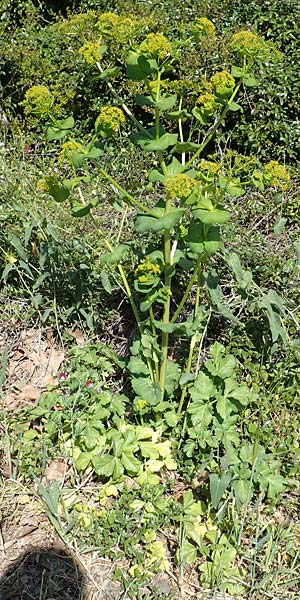 Smyrnium creticum \ Kretische Gelbdolde / Cretan Alexanders, Samos Kamara 16.4.2017