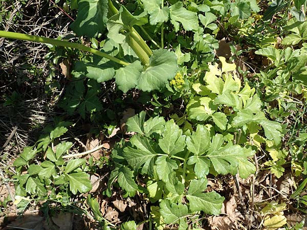 Smyrnium creticum \ Kretische Gelbdolde / Cretan Alexanders, Samos Kamara 16.4.2017
