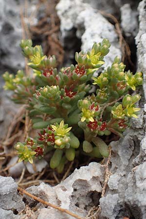 Sedum litoreum \ Strand-Mauerpfeffer / Coastal Stonecrop, Samos Spatharei 17.4.2017