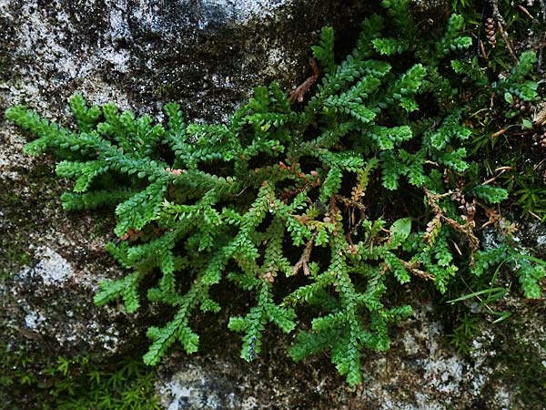 Selaginella denticulata \ Gez&auml;hnter Moosfarn / Tooth-Leaved Clubmoss, Samos Potami 15.4.2017
