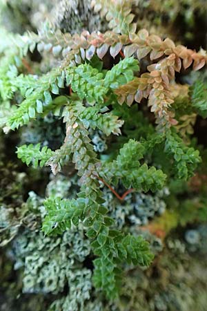 Selaginella denticulata \ Gez&auml;hnter Moosfarn / Tooth-Leaved Clubmoss, Samos Potami 15.4.2017