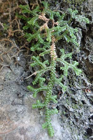 Selaginella denticulata \ Gez&auml;hnter Moosfarn / Tooth-Leaved Clubmoss, Samos Potami 15.4.2017