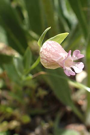 Silene behen \ Haarloses Leimkraut / Hairless Catchfly, Samos Ambelos 14.4.2017