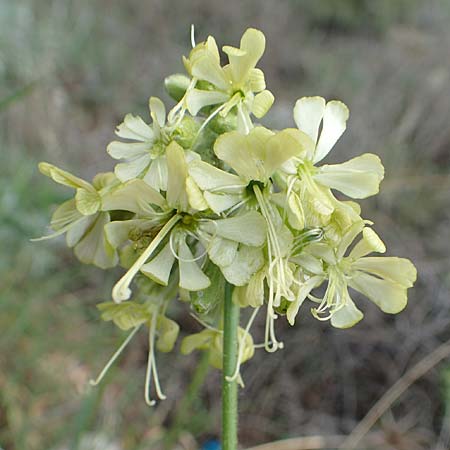 Silene gigantea subsp. gigantea \ Riesen-Leimkraut / Gigantic Catchfly, Samos Pyrgos 18.4.2017