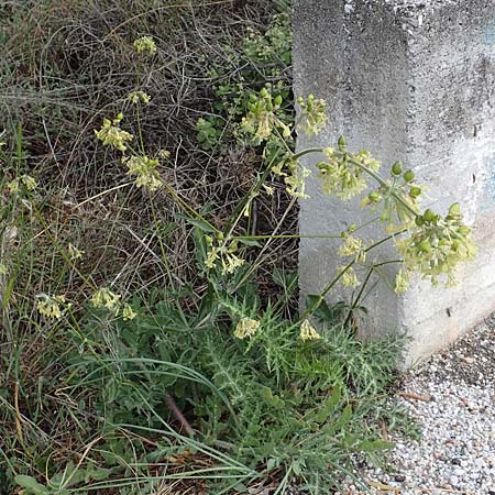 Silene gigantea subsp. gigantea \ Riesen-Leimkraut / Gigantic Catchfly, Samos Pyrgos 18.4.2017