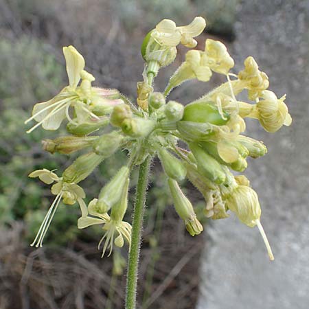 Silene gigantea subsp. gigantea \ Riesen-Leimkraut / Gigantic Catchfly, Samos Pyrgos 18.4.2017