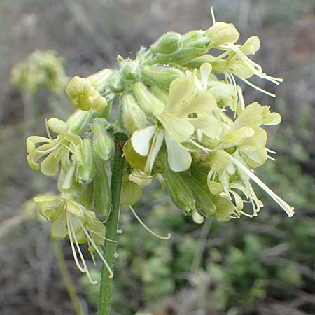 Silene gigantea subsp. gigantea \ Riesen-Leimkraut / Gigantic Catchfly, Samos Pyrgos 18.4.2017