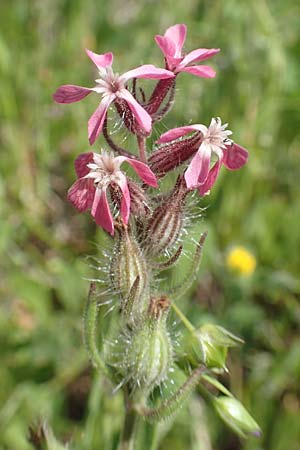 Silene gallica \ Franzsisches Leimkraut / Windmill Pink, Small-flowered Catchfly, Samos Mykali 19.4.2017
