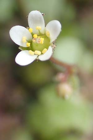 Saxifraga hederacea \ Efeubl&auml;ttriger Steinbrech / Ivy-Leaved Saxifrage, Samos Moni Vronda 12.4.2017