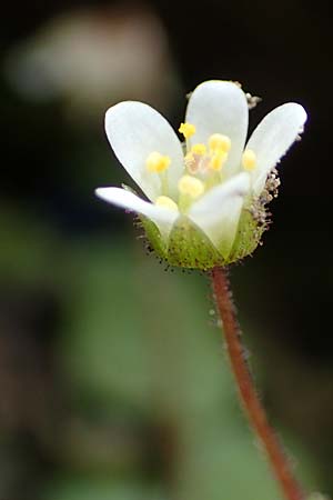 Saxifraga hederacea \ Efeubl&auml;ttriger Steinbrech / Ivy-Leaved Saxifrage, Samos Moni Vronda 12.4.2017