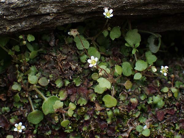 Saxifraga hederacea \ Efeubl&auml;ttriger Steinbrech / Ivy-Leaved Saxifrage, Samos Moni Vronda 12.4.2017