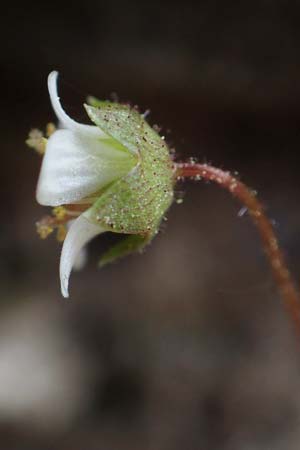 Saxifraga hederacea \ Efeubl&auml;ttriger Steinbrech / Ivy-Leaved Saxifrage, Samos Moni Vronda 12.4.2017
