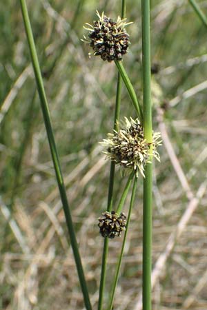 Scirpoides holoschoenus \ Kugelbinse / Round-Headed Club-Rush, Samos Mykali 19.4.2017