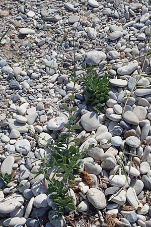 Silene fabaria \ Bohnen-Leimkraut / Bean Campion, Samos Psili Ammos 16.4.2017