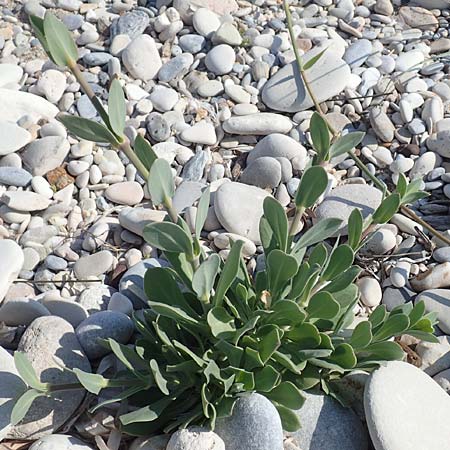Silene fabaria \ Bohnen-Leimkraut / Bean Campion, Samos Psili Ammos 16.4.2017