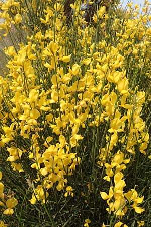 Spartium junceum \ Pfriemen-Ginster / Spanish Broom, Samos Spatharei 17.4.2017