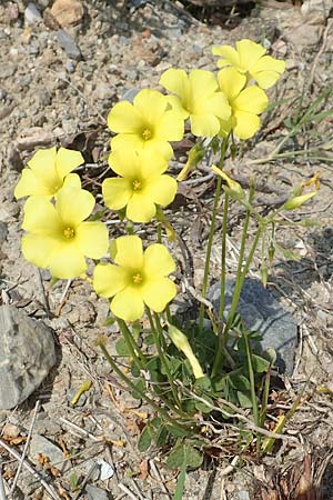 Oxalis pes-caprae \ Nickender Sauerklee / Bermuda Buttercup, Samos Psili Ammos 16.4.2017