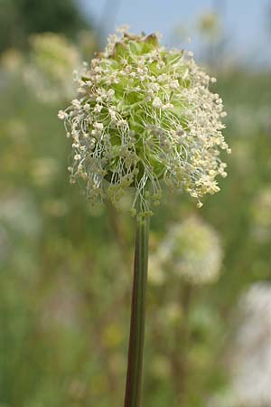 Sanguisorba minor \ Kleiner Wiesenknopf / Salad Burnet, Samos Ireon 13.4.2017