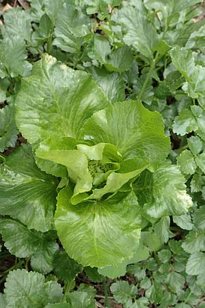 Smyrnium olusatrum \ Gespenst-Gelbdolde, Pferde-Eppich / Alexanders, Samos Mt. Ambelos 12.4.2017