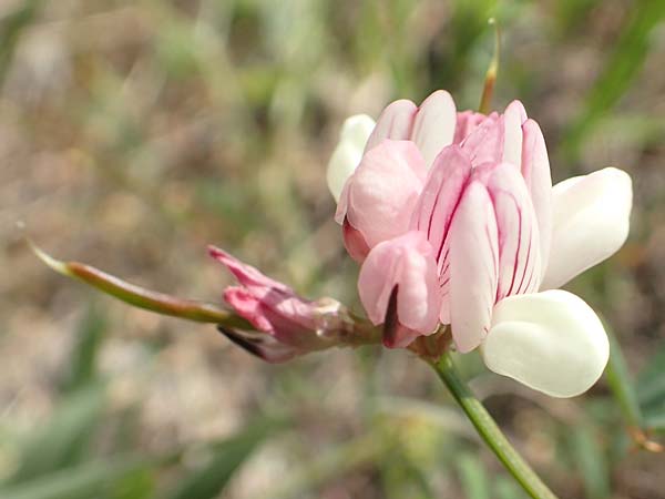 Securigera parviflora \ Kleinbltige Beilwicke, Samos Psili Ammos 16.4.2017