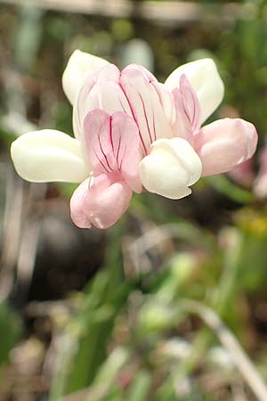 Securigera parviflora \ Kleinbltige Beilwicke, Samos Psili Ammos 16.4.2017