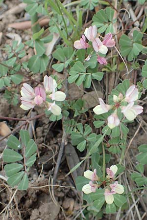 Securigera parviflora \ Kleinbltige Beilwicke, Samos Spatharei 17.4.2017