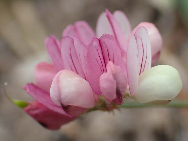 Securigera parviflora \ Kleinbltige Beilwicke, Samos Spatharei 17.4.2017