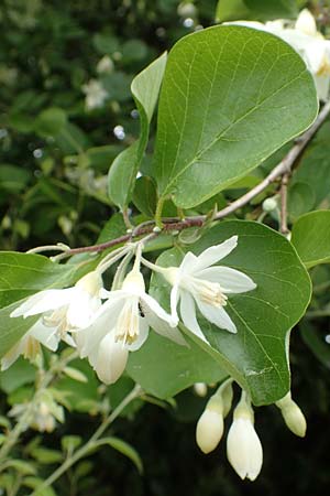 Styrax officinalis \ Echter Styraxbaum / Styrax Tree, Samos Kokkari 12.4.2017