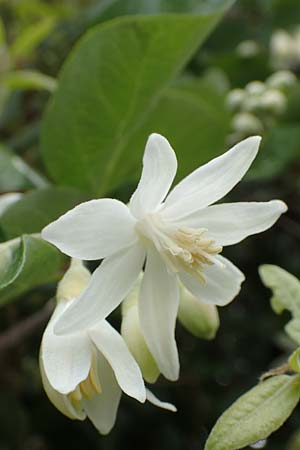 Styrax officinalis \ Echter Styraxbaum / Styrax Tree, Samos Kokkari 12.4.2017