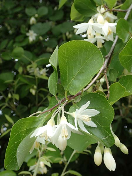 Styrax officinalis \ Echter Styraxbaum / Styrax Tree, Samos Kokkari 12.4.2017
