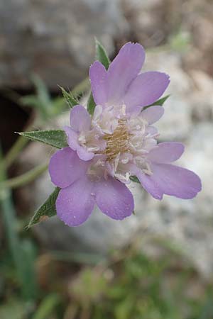 Lomelosia brachiata \ Pal&auml;stina-Skabiose / Tremastelma, Samos Spatharei 17.4.2017