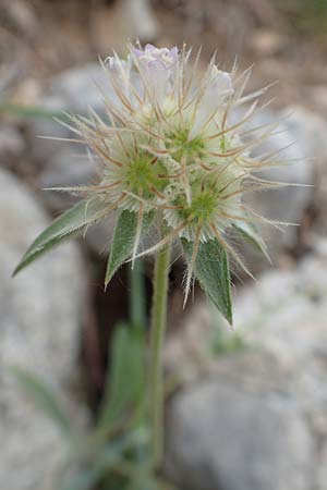 Lomelosia brachiata \ Pal&auml;stina-Skabiose / Tremastelma, Samos Spatharei 17.4.2017